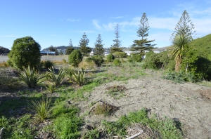 coastal forest re-establishing at Clifton Beach