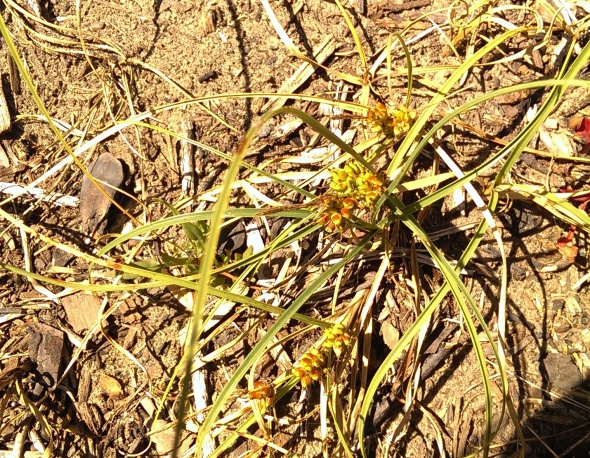 Carex pumila_Sumner